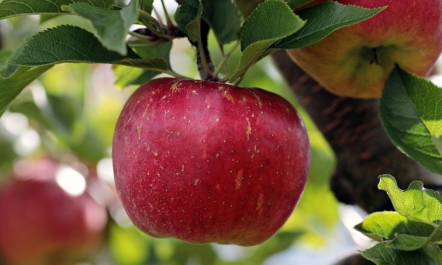 jablko na stromě v ovocném sadu